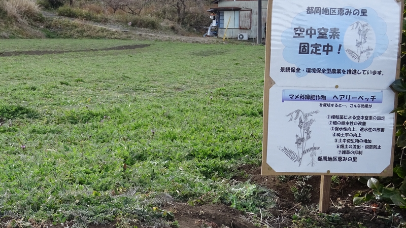 ビロードクサフジ 横浜市旭区今宿南町