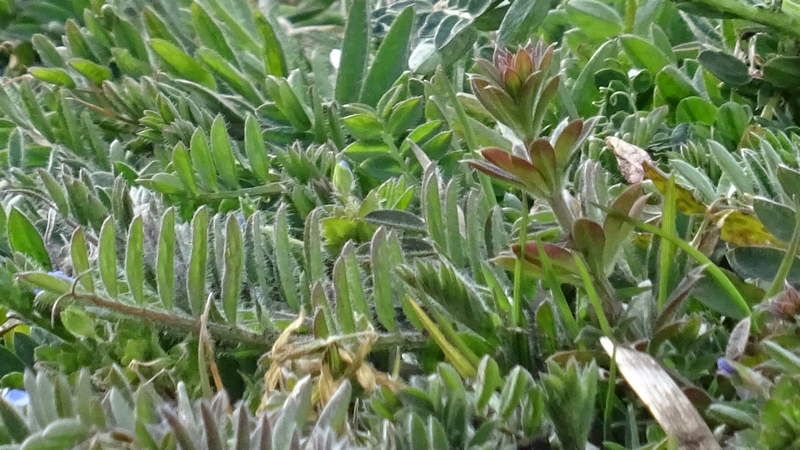 ビロードクサフジ 横浜市旭区今宿南町