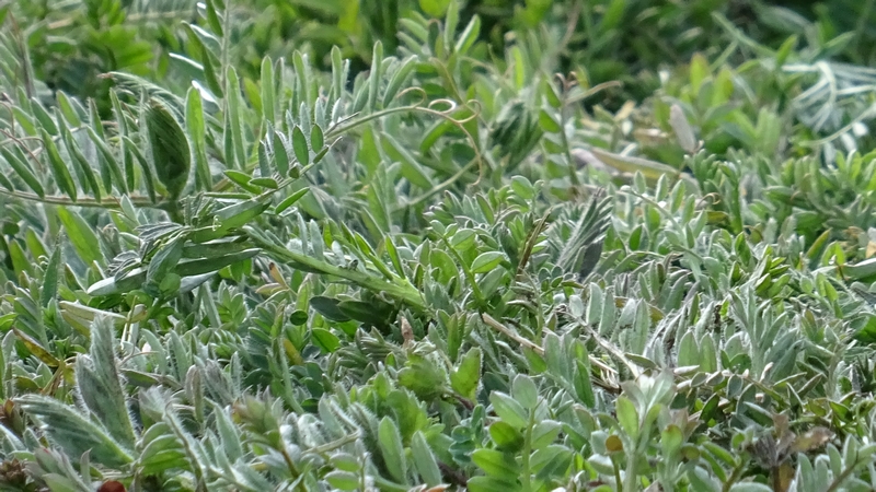 ビロードクサフジ 横浜市旭区今宿南町