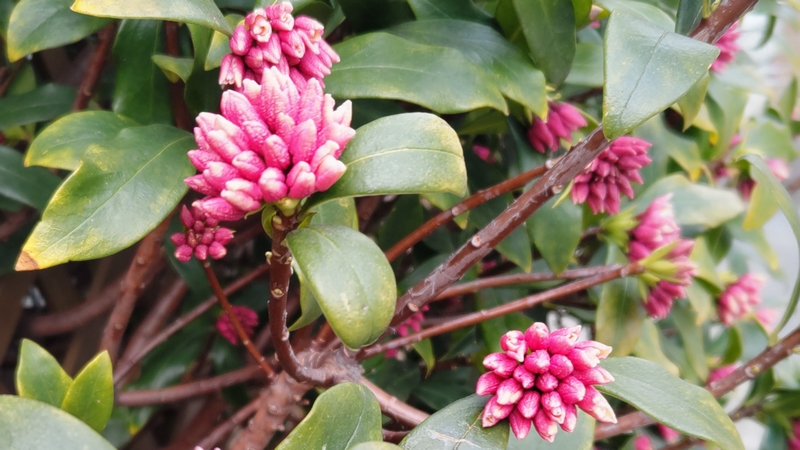 ジンチョウゲの蕾 横浜市旭区今宿南町