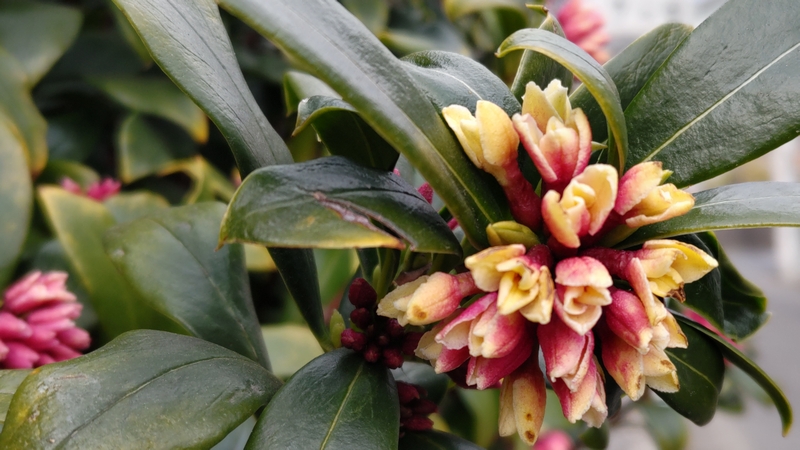 ジンチョウゲの蕾 横浜市旭区今宿南町