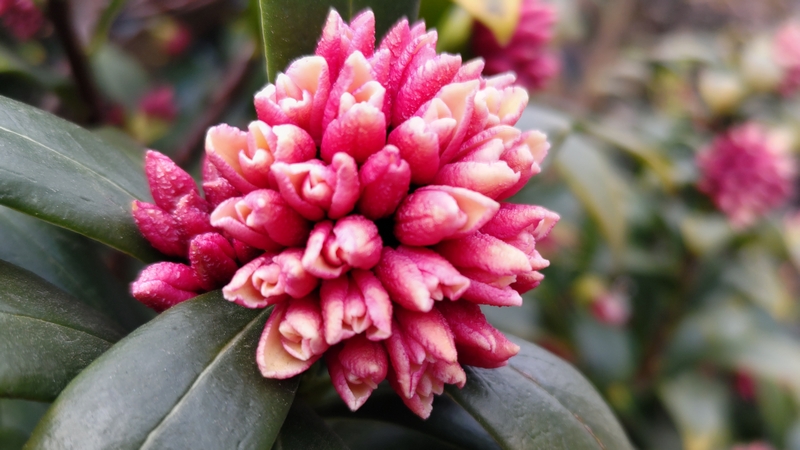 ジンチョウゲの蕾 横浜市旭区今宿南町