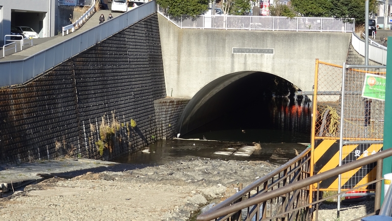 アオサギとカワウとカルガモ 横浜市旭区今川町