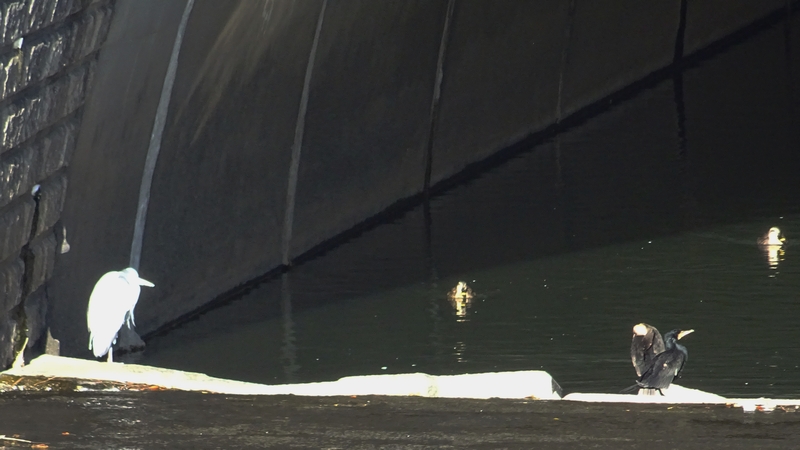 アオサギとカワウとカルガモ 横浜市旭区今川町
