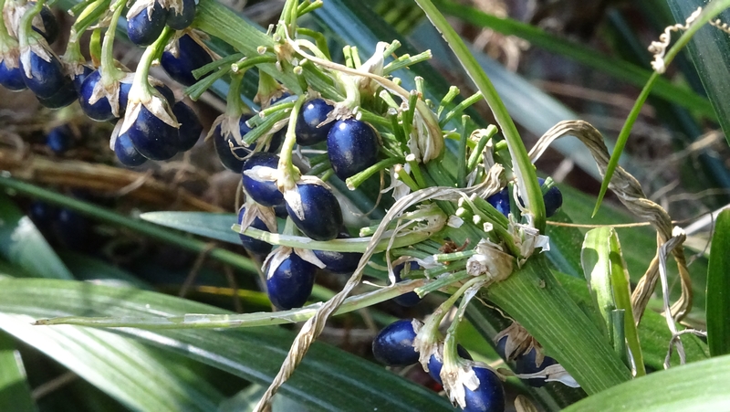 ノシランの果実 横浜市瀬谷区長屋門公園