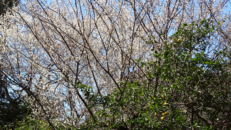 ウメの花 横浜市瀬谷区長屋門公園