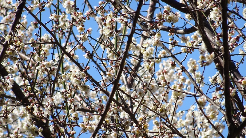 ウメの花 横浜市瀬谷区長屋門公園
