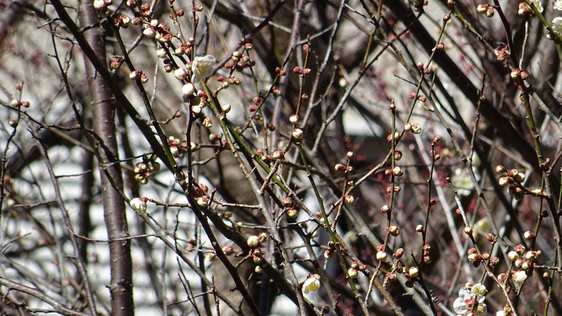 ウメの蕾と花 横浜市瀬谷区長屋門公園