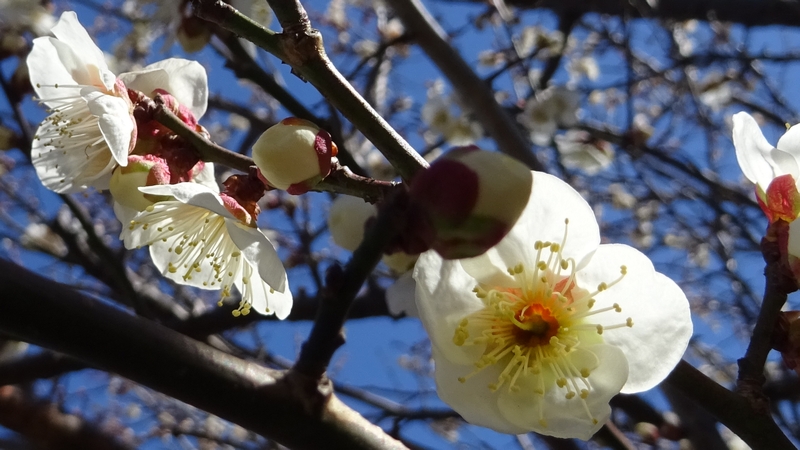 ウメの花 横浜市瀬谷区阿久和東