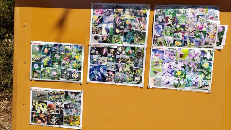 いきものたちの谷戸観察会の写真展示 横浜市瀬谷区瀬谷貉窪公園