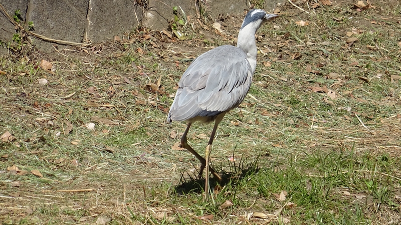 アオサギ 横浜市瀬谷区宮沢