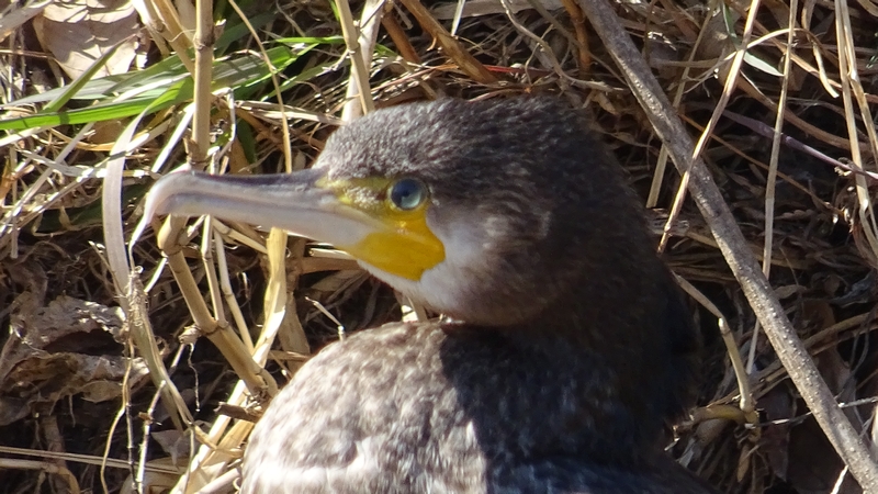 カワウ 横浜市瀬谷区宮沢