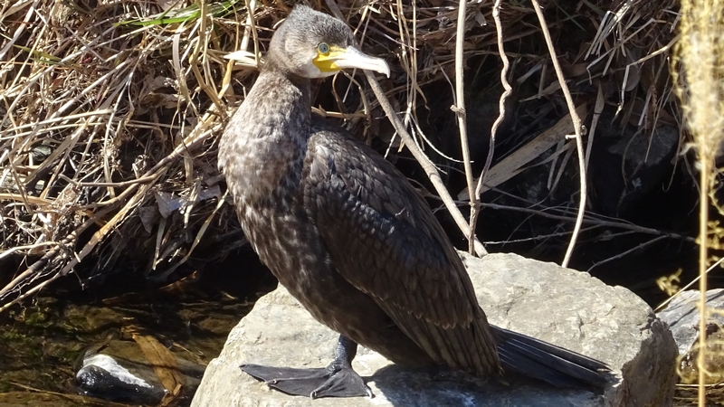 カワウ 横浜市瀬谷区宮沢