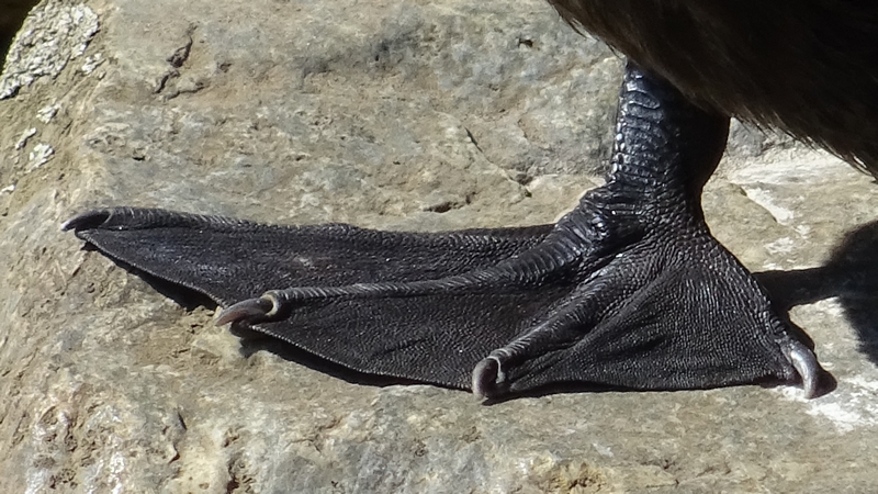 カワウ 横浜市瀬谷区宮沢