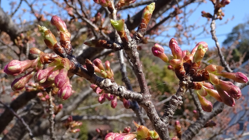 カワヅザクラの蕾 横浜市瀬谷区宮沢