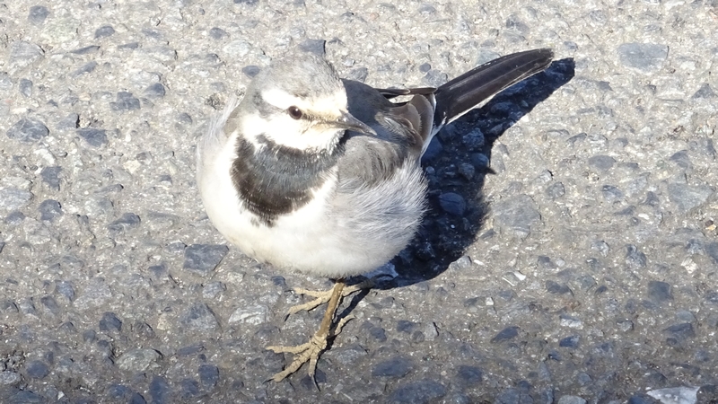 ハクセキレイ 横浜市泉区和泉町