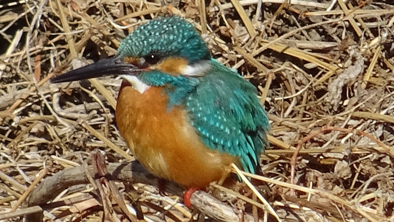 カワセミ 横浜市泉区和泉町