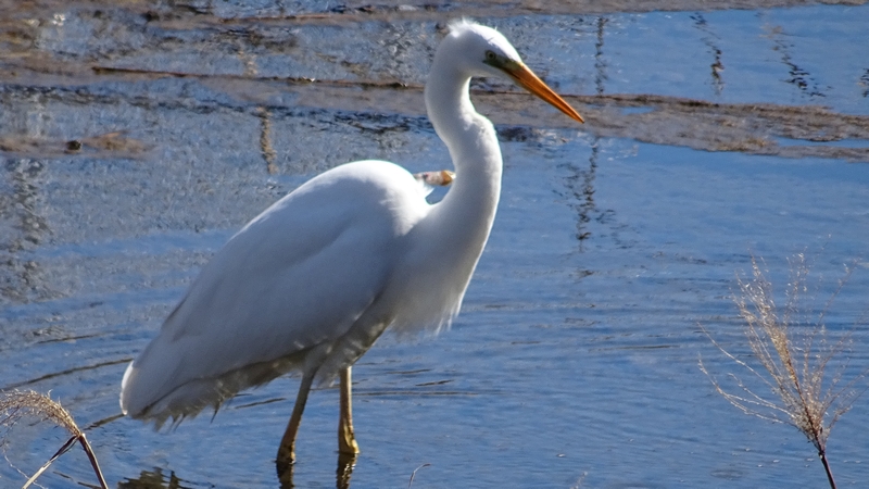 ダイサギ 横浜市泉区和泉町