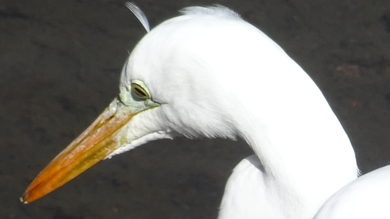 ダイサギ 横浜市泉区和泉町