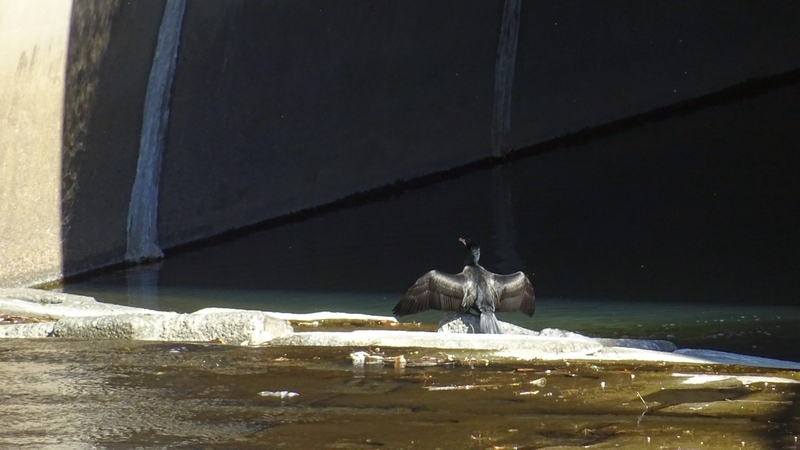 カワウ 横浜市旭区鶴ヶ峰本町