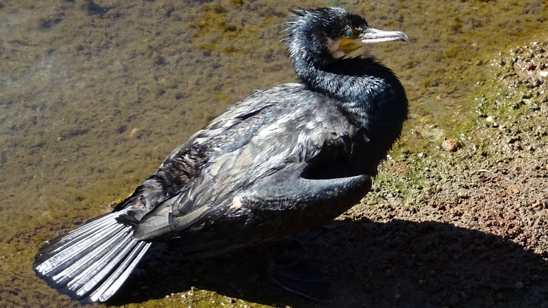 カワウ 横浜市旭区鶴ヶ峰本町