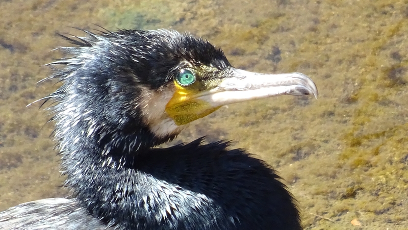 カワウ 横浜市旭区鶴ヶ峰本町