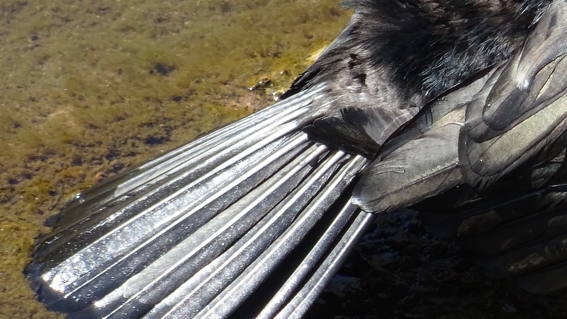 カワウ 横浜市旭区鶴ヶ峰本町