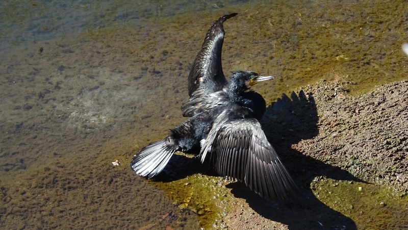 カワウ 横浜市旭区鶴ヶ峰本町