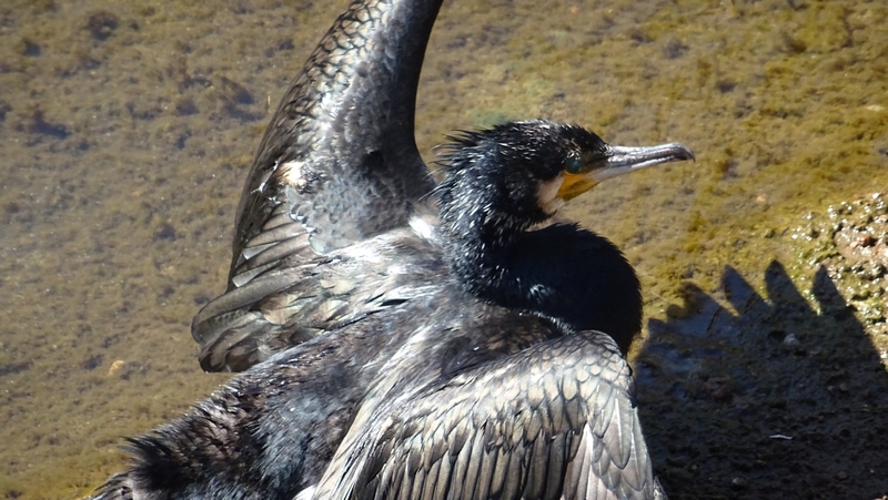 カワウ 横浜市旭区鶴ヶ峰本町
