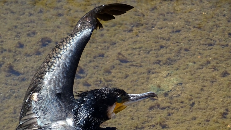 カワウ 横浜市旭区鶴ヶ峰本町