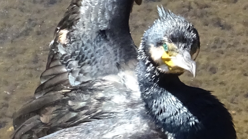 カワウ 横浜市旭区鶴ヶ峰本町