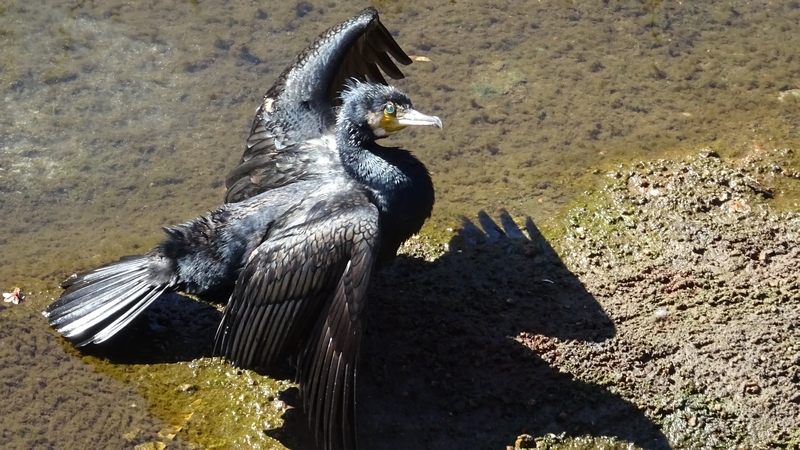 カワウ 横浜市旭区鶴ヶ峰本町