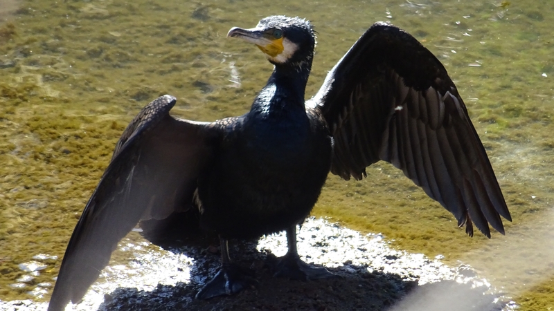 カワウ 横浜市旭区鶴ヶ峰本町