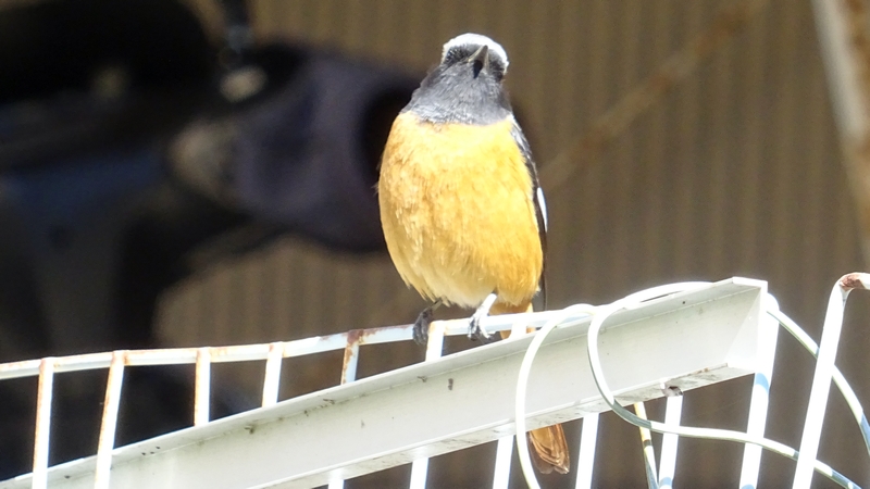 ジョウビタキ♂ 横浜市旭区今宿南町
