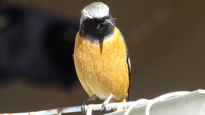 ジョウビタキ♂ 横浜市旭区今宿南町
