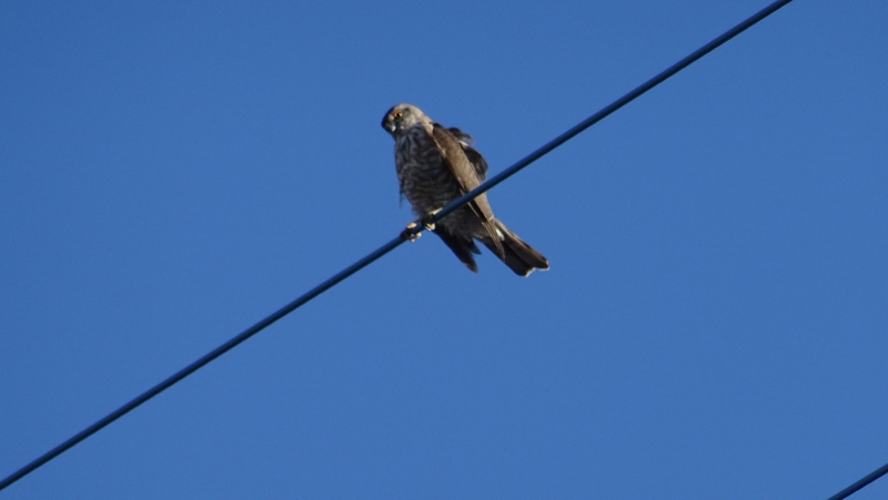 ハイタカ 横浜市旭区鶴ヶ峰本町