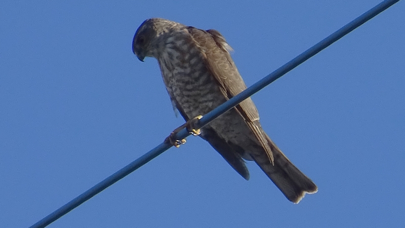 ハイタカ 横浜市旭区鶴ヶ峰本町