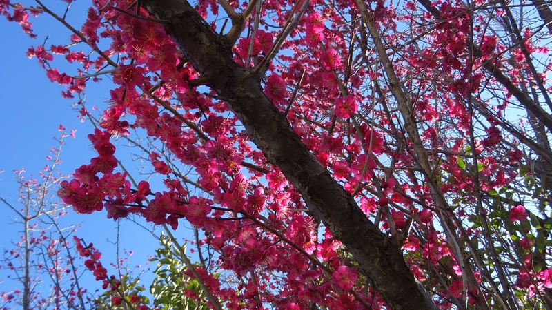 ウメの花 横浜市旭区今宿東町