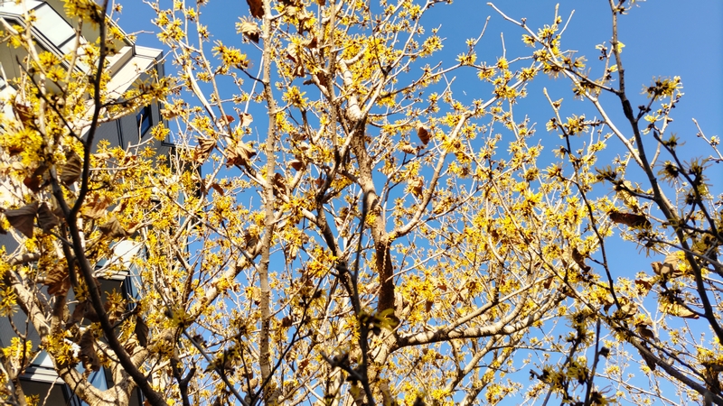 シナマンサクの花 横浜市旭区鶴ヶ峰鎧の渡し緑道