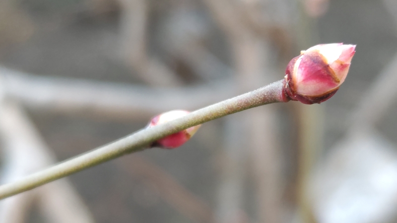 ブルーベリーの花芽 横浜市旭区鶴ヶ峰鎧の渡し緑道