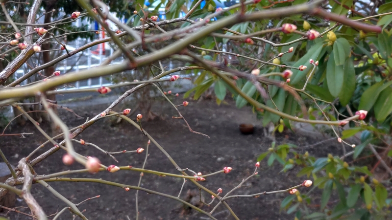 ブルーベリーの花芽 横浜市旭区鶴ヶ峰鎧の渡し緑道