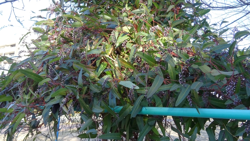 ヒトツバマメの蕾 川崎市幸区さいわいふるさと公園