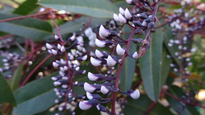 ヒトツバマメの蕾 川崎市幸区さいわいふるさと公園