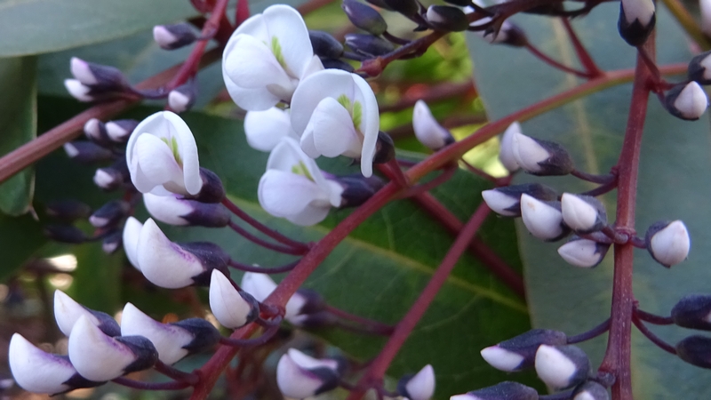 ヒトツバマメの花 川崎市幸区さいわいふるさと公園