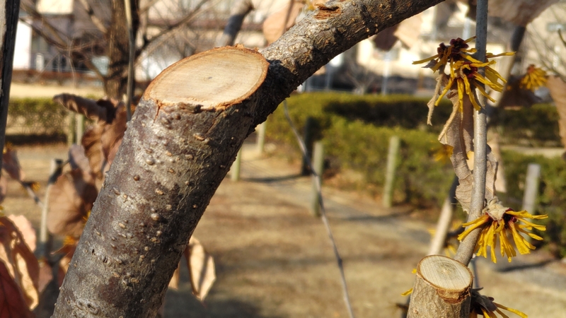 シナマンサクの剪定 川崎市幸区さいわいふるさと公園
