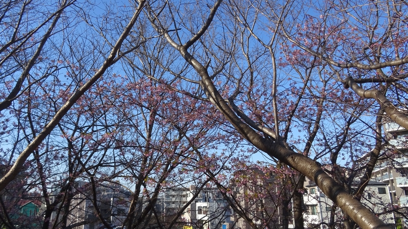 カワヅザクラの花 川崎市幸区さいわいふるさと公園
