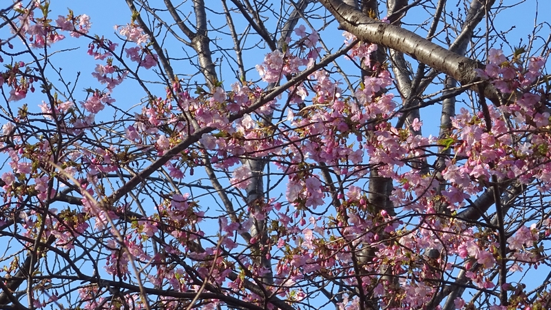 カワヅザクラの花 川崎市幸区さいわいふるさと公園