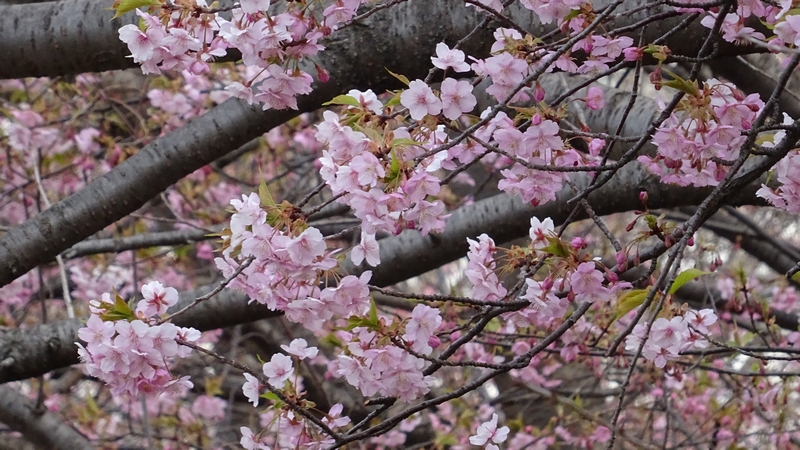 カワヅザクラの花 川崎市幸区さいわいふるさと公園