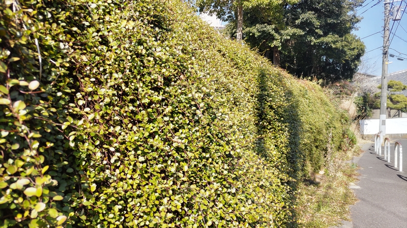 ワイヤープランツ 横浜市旭区鶴ヶ峰