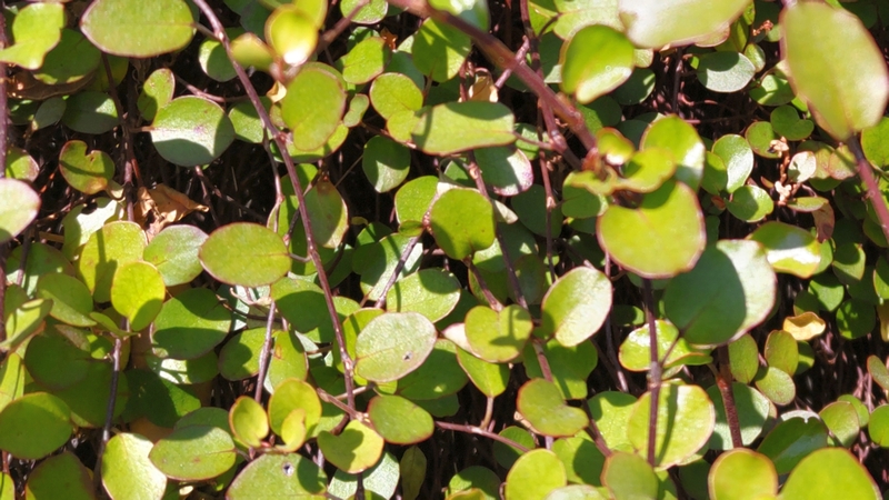 ワイヤープランツ 横浜市旭区鶴ヶ峰
